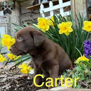 Carter, Chocolate Labrador Retriever Puppy